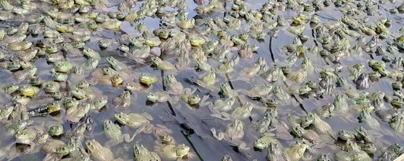 建设青蛙养殖场的方法，设置围墙或围网可防止青蛙逃跑
