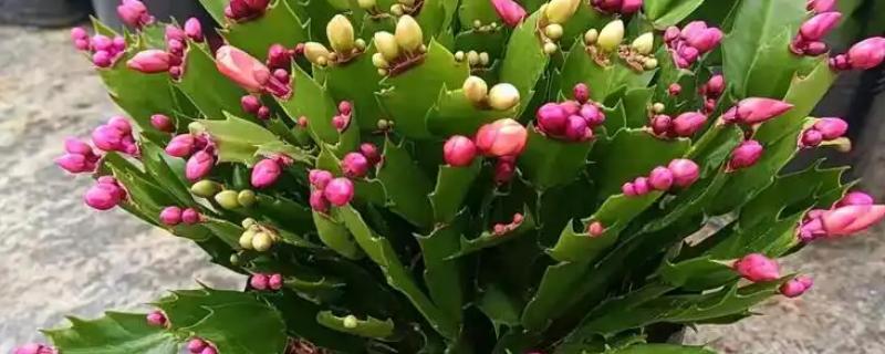 蟹爪兰的种植方法，使用瓦盆种植为佳