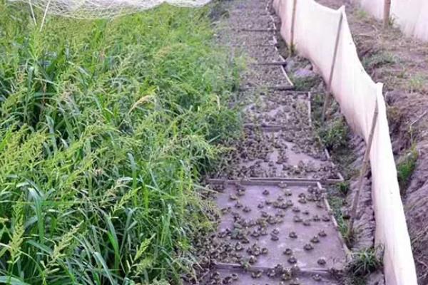 建设青蛙养殖场的方法，设置围墙或围网可防止青蛙逃跑