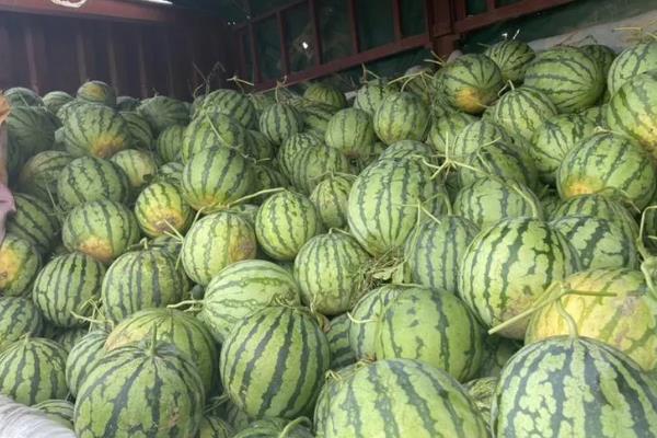8424西瓜的特点，成熟时间早含糖量高