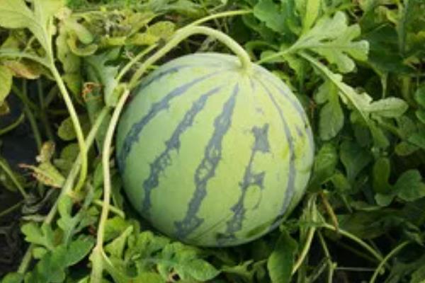 8424西瓜的特点，成熟时间早含糖量高