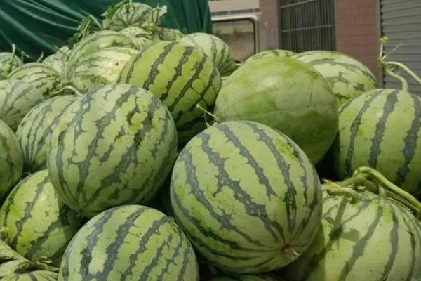 8424西瓜的特点，成熟时间早含糖量高