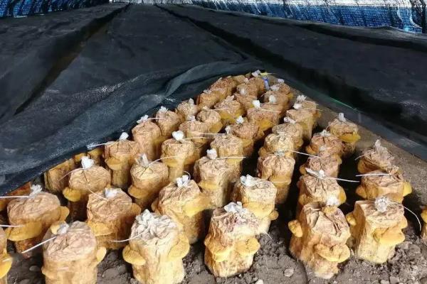 种植桑黄的利润和风险，效益可观但一些企业会进行欺骗经营