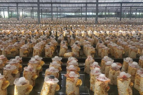 种植桑黄的利润和风险，效益可观但一些企业会进行欺骗经营
