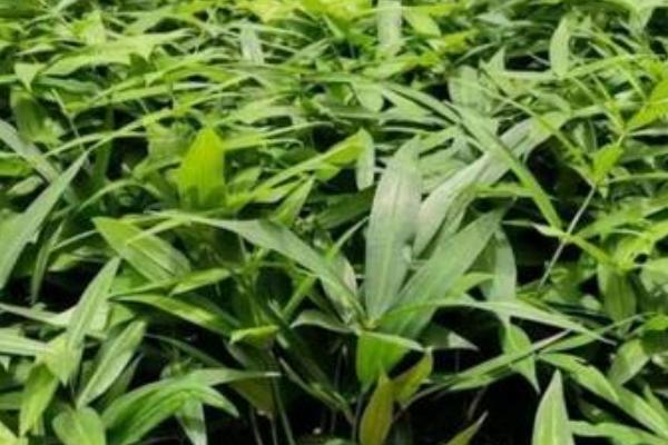 黄精的种植技术，种植时间为2-3月