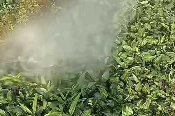 黄精的种植技术，种植时间为2-3月