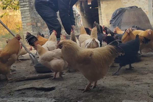 em菌的作用，在养殖业可以提高饲料利用效率