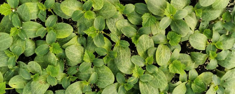 黄瓜秧叶子发黄怎么处理,需补充光照、控制温度等