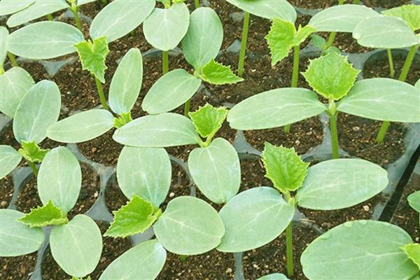 黄瓜秧叶子发黄怎么处理，需补充光照、控制温度等