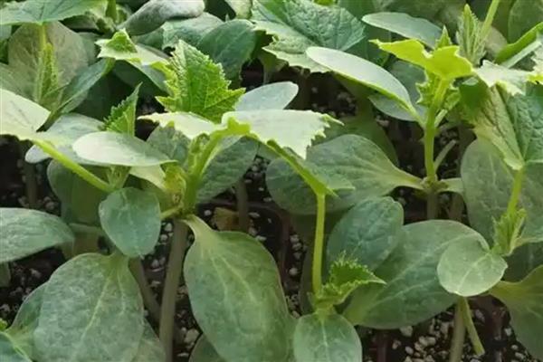 黄瓜秧叶子发黄怎么处理，需补充光照、控制温度等