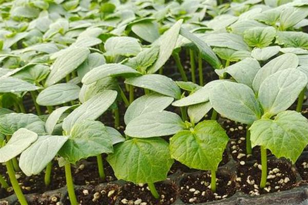 黄瓜秧叶子发黄怎么处理，需补充光照、控制温度等