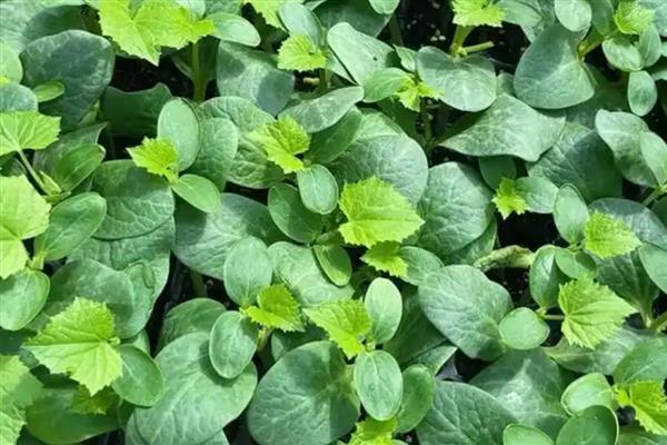 黄瓜秧叶子发黄怎么处理，需补充光照、控制温度等