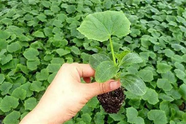 黄瓜秧叶子发黄怎么处理，需补充光照、控制温度等