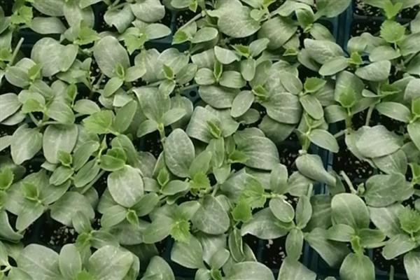 黄瓜秧叶子发黄怎么处理，需补充光照、控制温度等