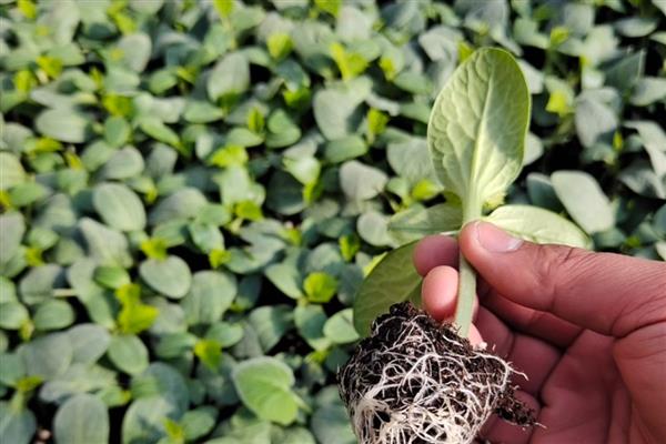 黄瓜秧叶子发黄怎么处理，需补充光照、控制温度等