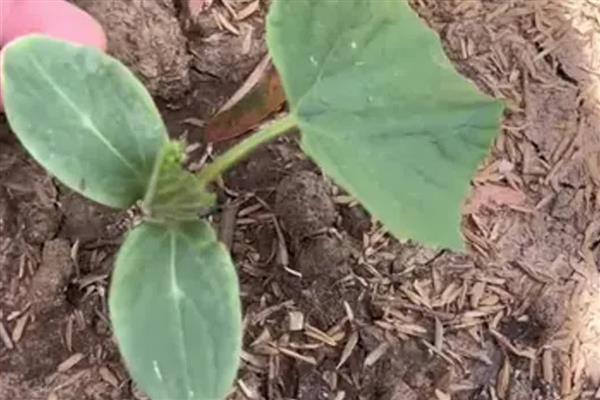 黄瓜秧叶子发黄怎么处理，需补充光照、控制温度等