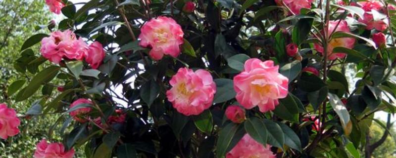 茶花不开花怎么解决，可补充光照并减水增肥