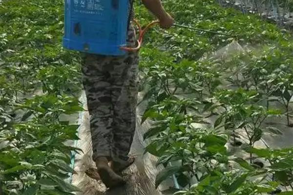 辣椒坐果率低的原因，可能是授粉不良所致