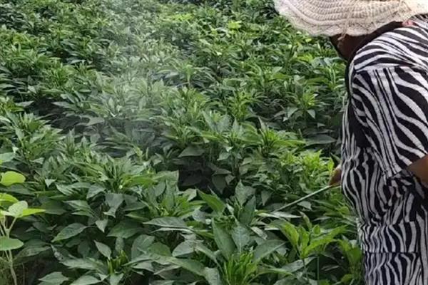 辣椒坐果率低的原因，可能是授粉不良所致
