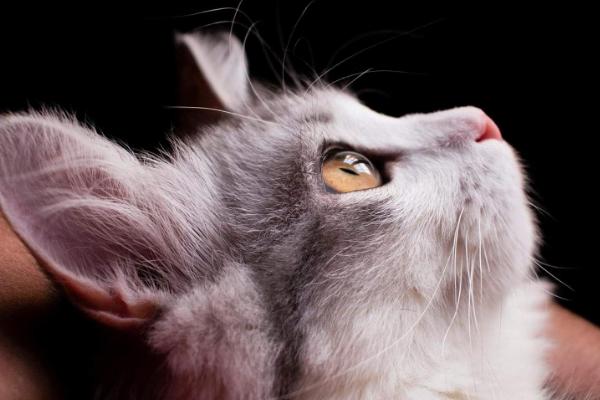 猫耳朵进水的后果,会导致耳朵发炎