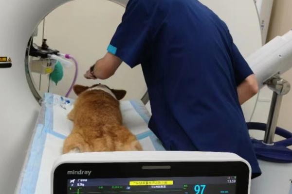 猫耳朵进水的后果,会导致耳朵发炎