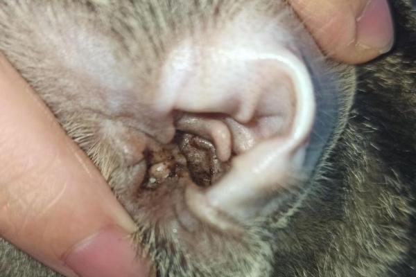 猫耳朵进水的后果,会导致耳朵发炎