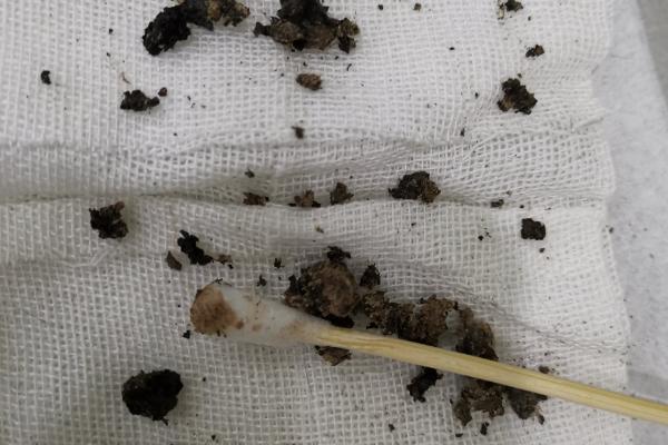 猫耳朵进水的后果,会导致耳朵发炎