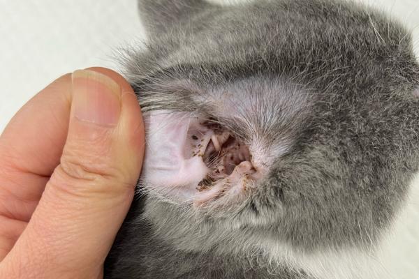 猫耳朵进水的后果,会导致耳朵发炎