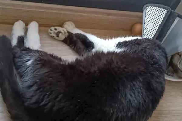 猫耳朵进水的后果,会导致耳朵发炎