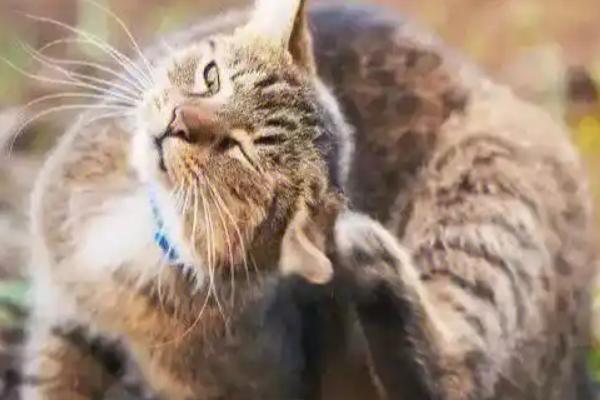 猫耳朵进水的后果,会导致耳朵发炎