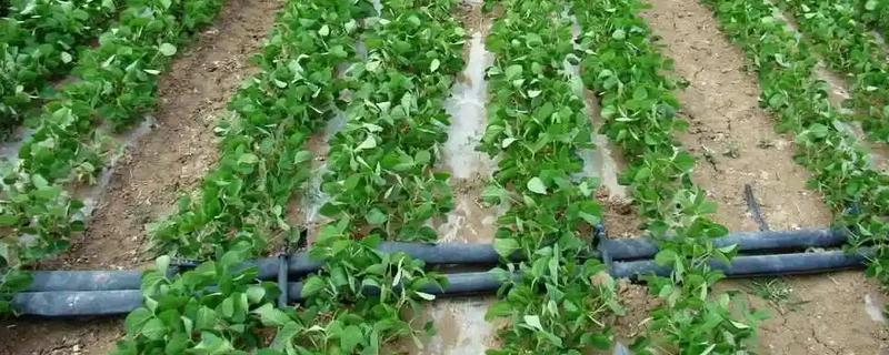 膜下滴灌有什么优点，能起到减少用水量、提高肥料利用率等效果