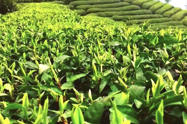 君山银针是什么茶，是黄茶