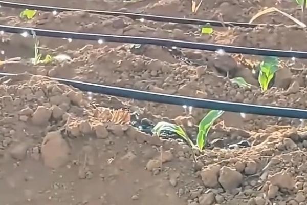 膜下滴灌有什么优点，能起到减少用水量、提高肥料利用率等效果