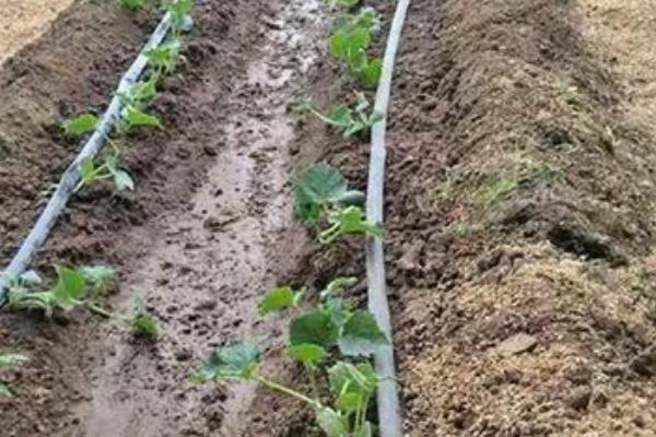 膜下滴灌有什么优点，能起到减少用水量、提高肥料利用率等效果