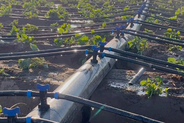 膜下滴灌有什么优点，能起到减少用水量、提高肥料利用率等效果