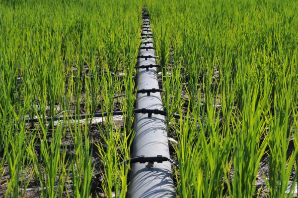 膜下滴灌有什么优点，能起到减少用水量、提高肥料利用率等效果