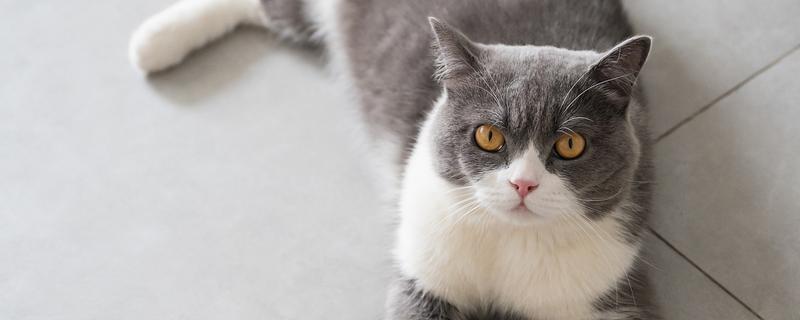 猫耳朵进水的后果,会导致耳朵发炎