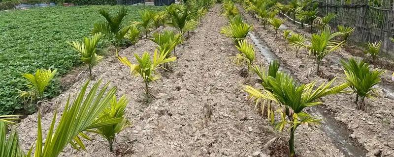 给槟榔施肥要不要挖沟,在树冠两侧开沟施入