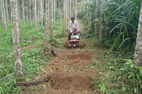 给槟榔施肥要不要挖沟,在树冠两侧开沟施入