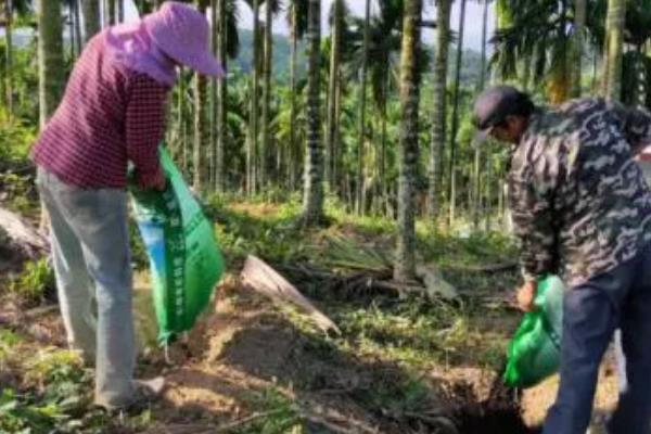 给槟榔施肥要不要挖沟,在树冠两侧开沟施入