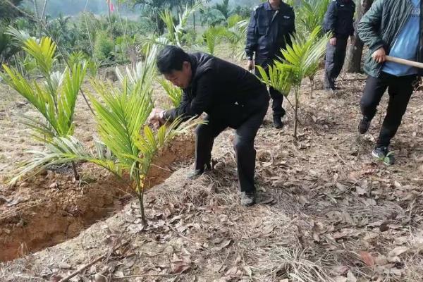 给槟榔施肥要不要挖沟,在树冠两侧开沟施入