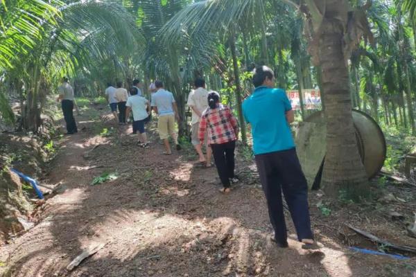 给槟榔施肥要不要挖沟,在树冠两侧开沟施入