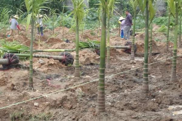 给槟榔施肥要不要挖沟,在树冠两侧开沟施入