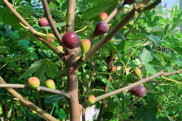 无花果会不会开花，花朵隐藏在果实中