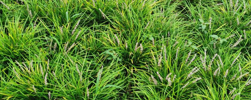 麦冬有哪些种植条件，麦冬有哪些种植条件