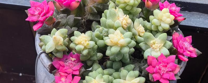 肉肉植物怎么养殖，春季换盆时要修剪根系