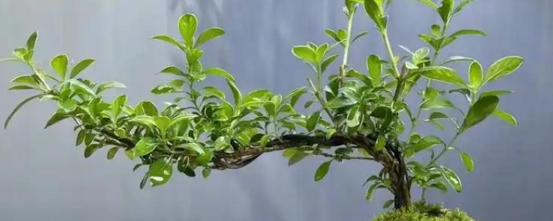 六月雪的换盆时间，在3月份换盆可以尽快恢复生长