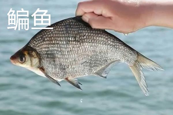 武昌鱼怎么养殖，池水深度保持在2米以上