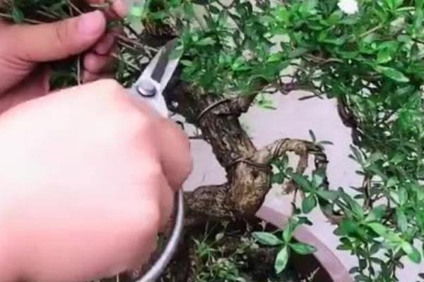 六月雪的换盆时间，在3月份换盆可以尽快恢复生长