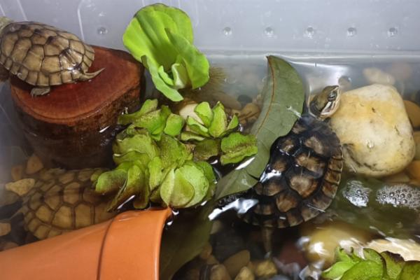 养乌龟是不是在水里喂食，水龟或半水龟是在水中觅食